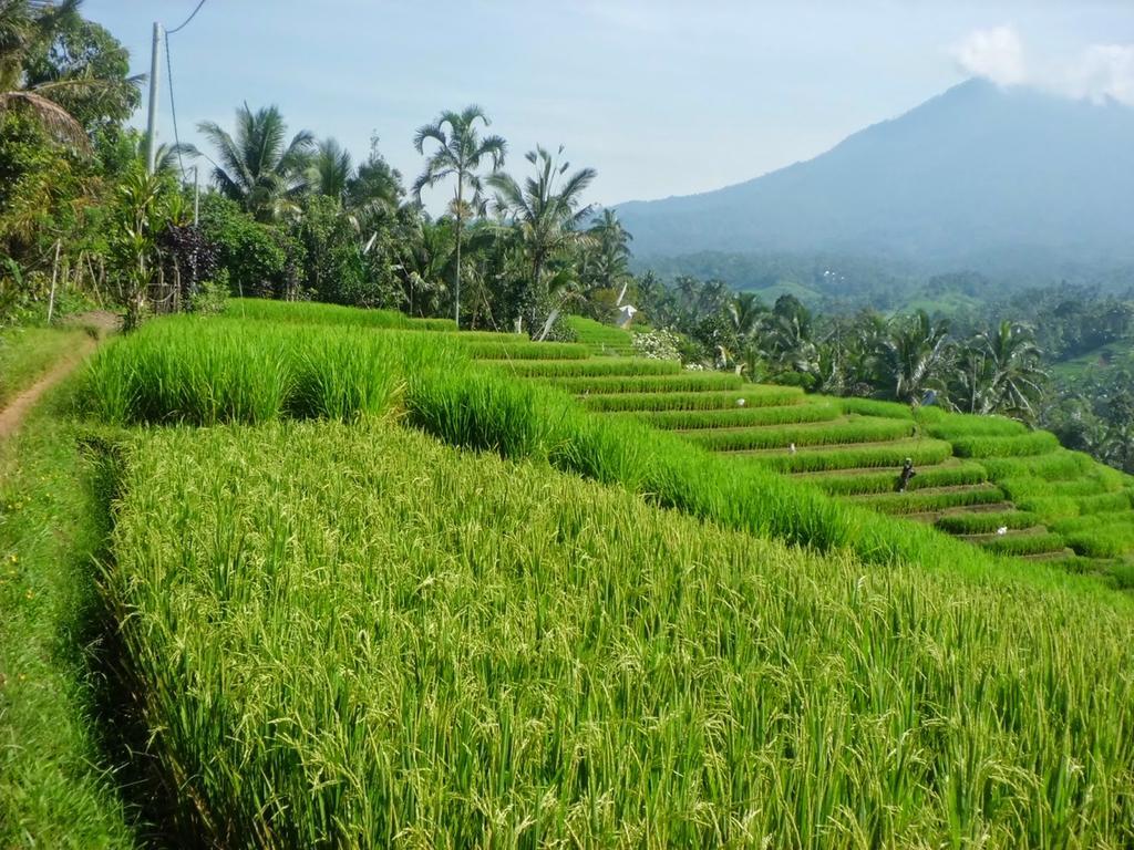 Zen Rooms Badung Nyangnyang Sari Kuta Lombok Buitenkant foto